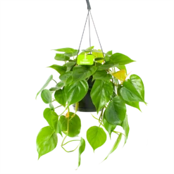 Philodendron Scandens - In Hangpot - P17 H35 - Kamerplant