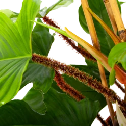 Philodendron Squamiferum Piramide - P19 H75 - Kamerplant -Plantenzadenmest Winkel philodendron squamiferum piramide p19 h75 6 1