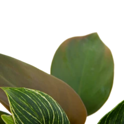 Philodendron White Wave - P13 H30 - Kamerplant -Plantenzadenmest Winkel philodendron white wave p13 h30 6