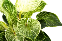 Philodendron White Wave - P17 H40 - Kamerplant 6 Philodendron White Wave - P17 H40 - Kamerplant -Plantenzadenmest Winkel philodendron white wave p17 h40 6 1