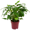 Philodendron Xanadu - P19 H50 - Kamerplant
