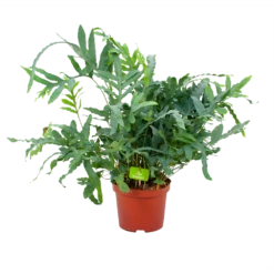 Phlebodium Areum Blue Star - Blauwvaren - P19 H60 - Kamerplant