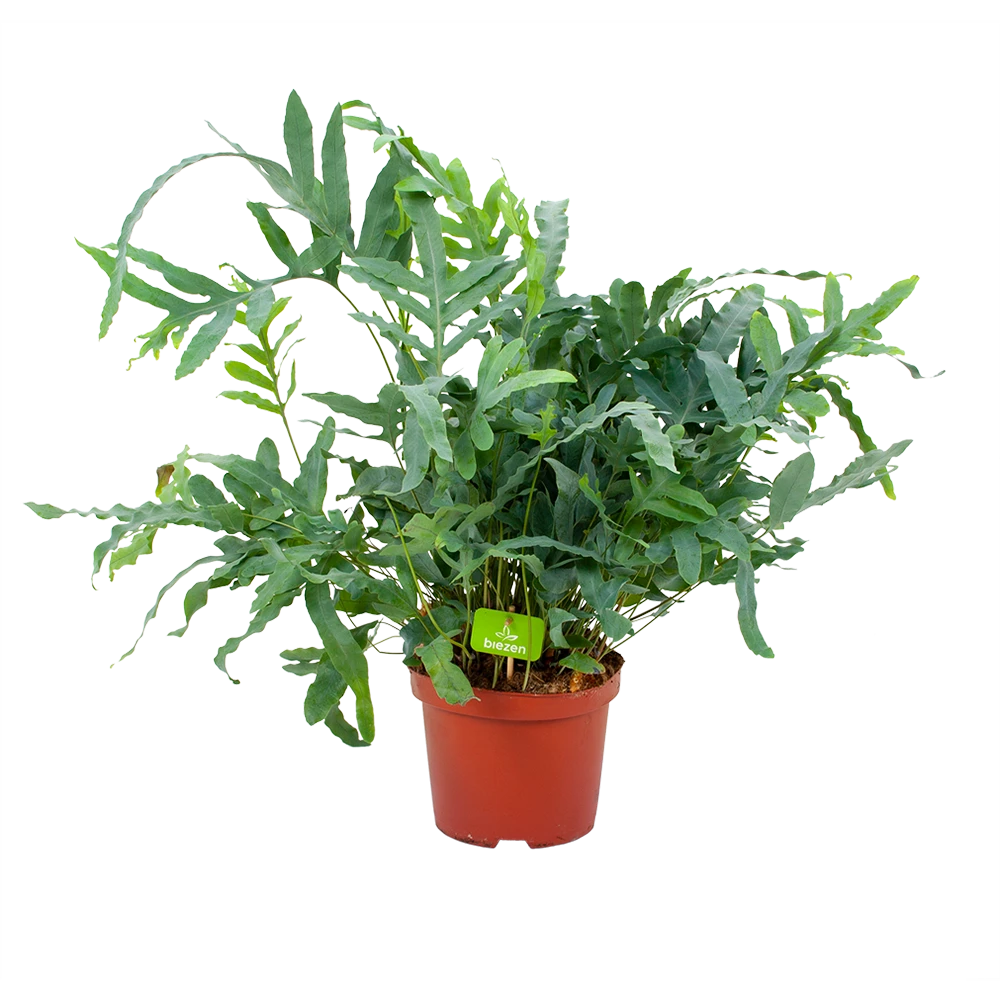 Phlebodium Areum Blue Star - Blauwvaren - P19 H60 - Kamerplant 1 Phlebodium Areum Blue Star - Blauwvaren - P19 H60 - Kamerplant