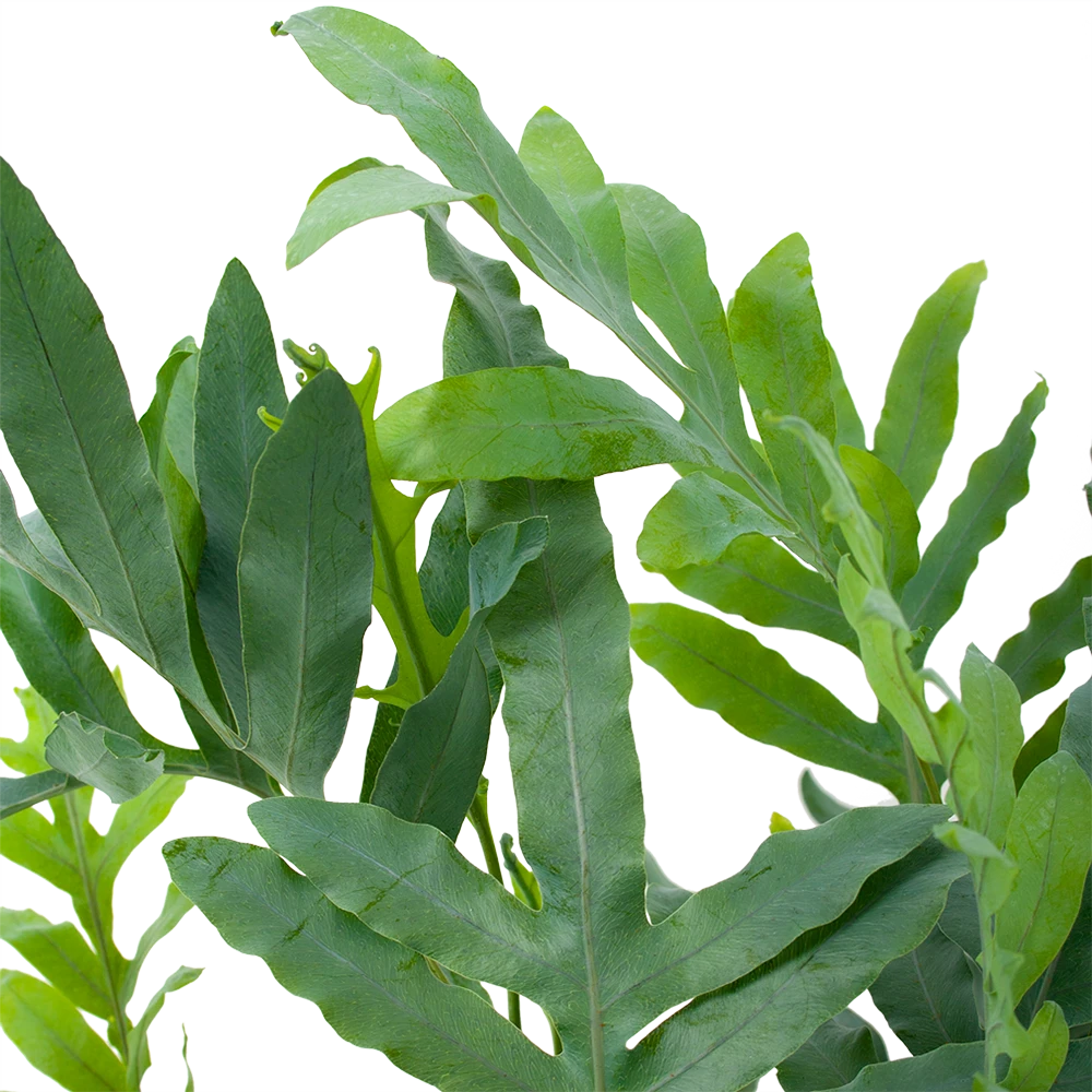 Phlebodium Areum Blue Star - Blauwvaren - P19 H60 - Kamerplant 2 Phlebodium Areum Blue Star - Blauwvaren - P19 H60 - Kamerplant - Afbeelding 2