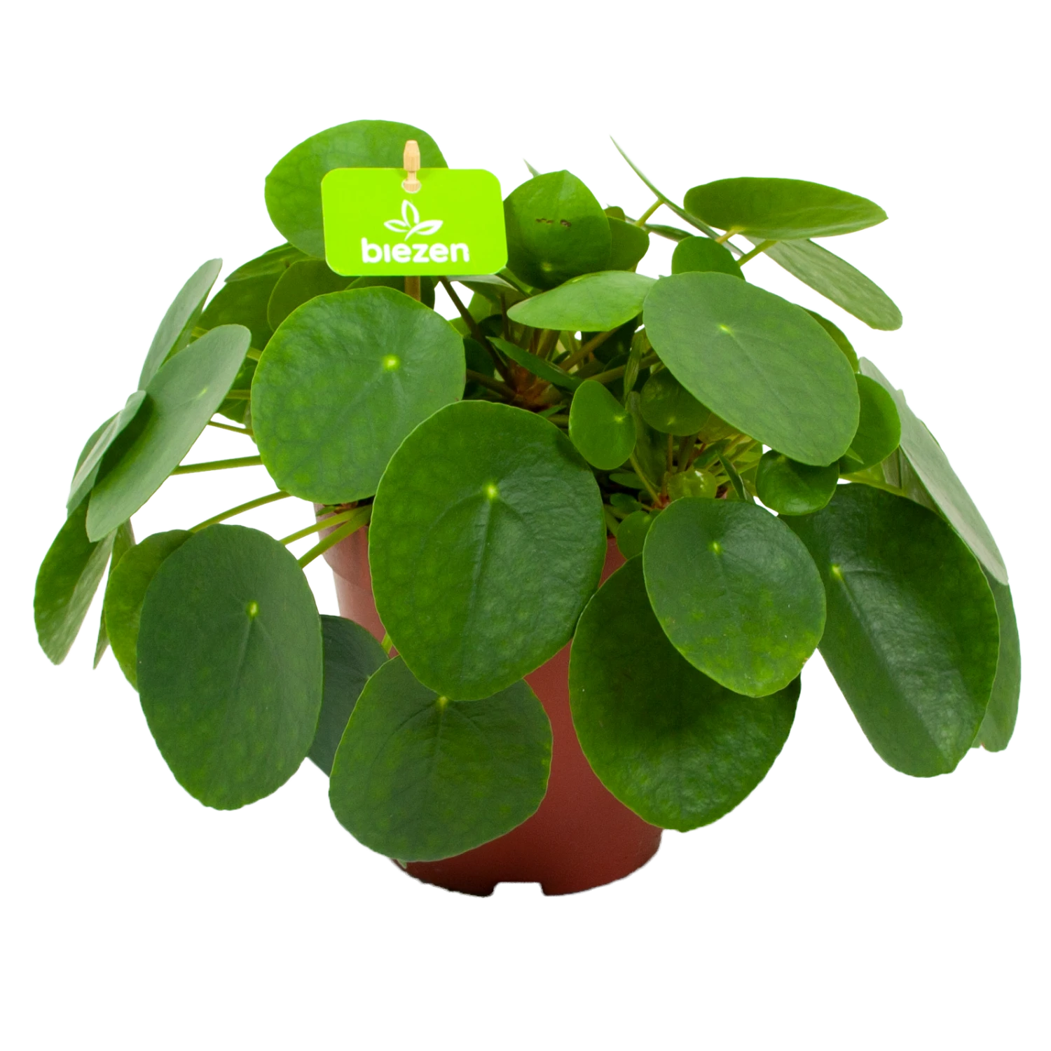 Pilea Peperomioides - Pannenkoekenplant - P15 H25 - Kamerplant 1 Pilea Peperomioides - Pannenkoekenplant - P15 H25 - Kamerplant