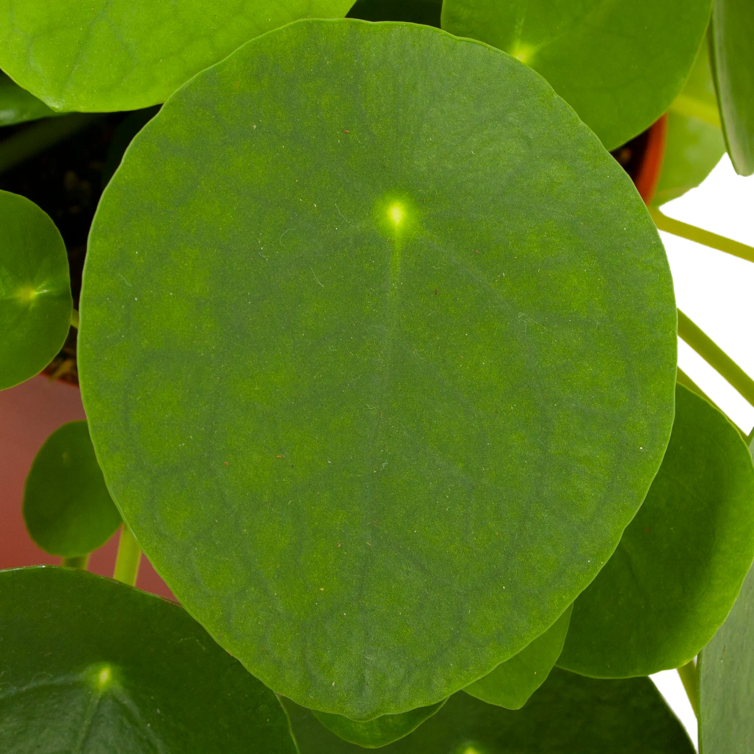 Pilea Peperomioides - Pannenkoekenplant - P15 H25 - Kamerplant 2 Pilea Peperomioides - Pannenkoekenplant - P15 H25 - Kamerplant - Afbeelding 2