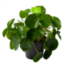Pilea Peperomioides - Pannenkoekenplant - P17 H35 - Kamerplant