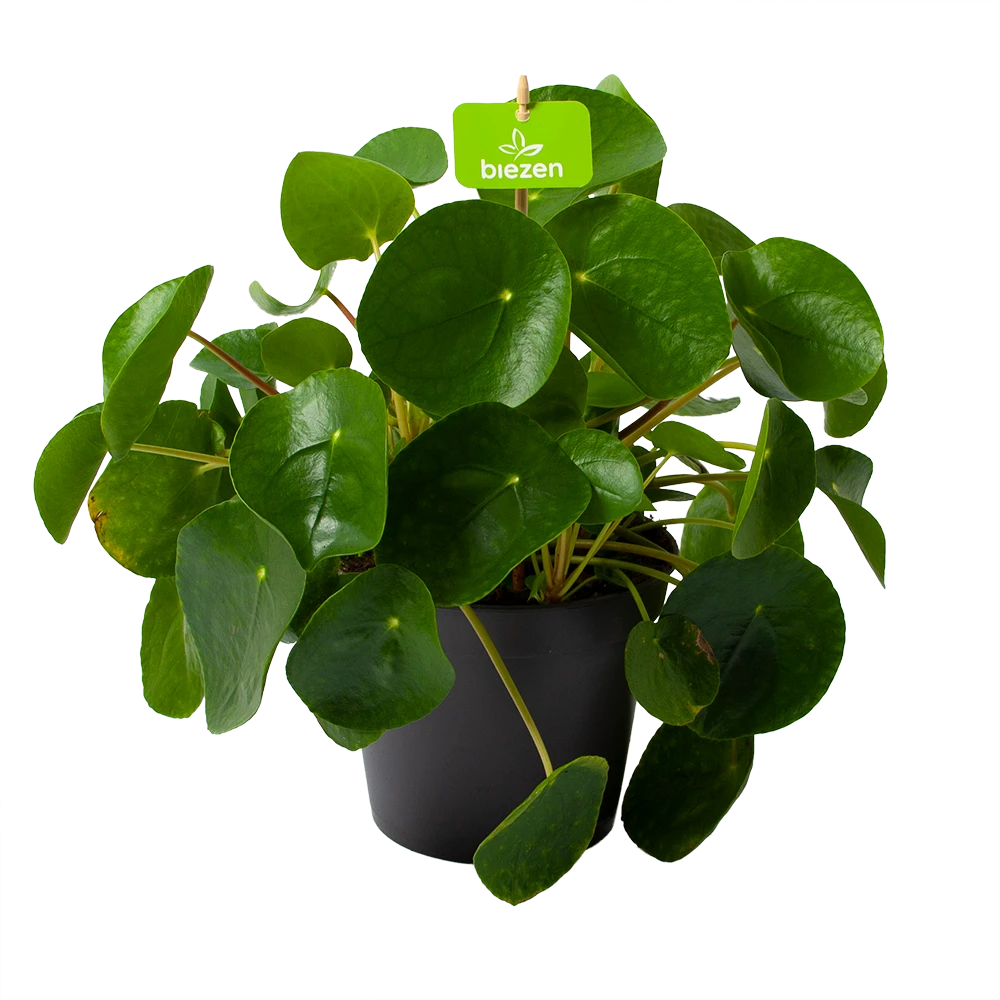 Pilea Peperomioides - Pannenkoekenplant - P17 H35 - Kamerplant 1 Pilea Peperomioides - Pannenkoekenplant - P17 H35 - Kamerplant