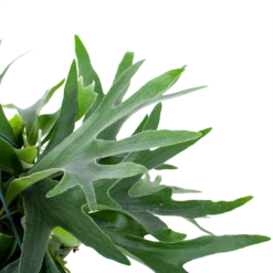 Platycerium Bifurcatum - Hertshoornvaren - In Hangpot - P21 H60 - Kamerplant -Plantenzadenmest Winkel platycerium bifurcatum hertshoornvaren in hangpot p21 h60 6