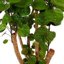 Polyscias Fabian - Aralia - P24 H100 - Kamerplant -Plantenzadenmest Winkel polyscias fabian aralia p24 h100 6 1