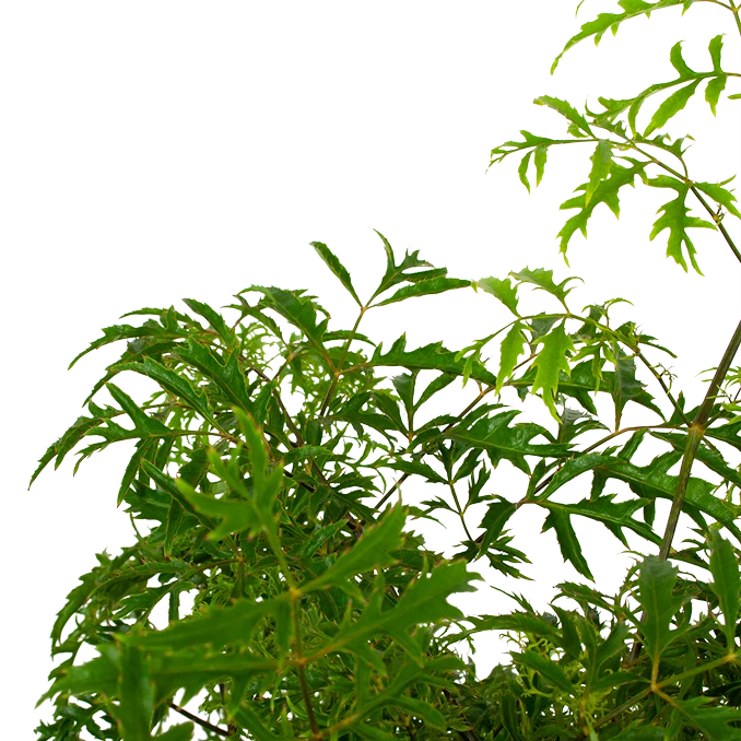 Polyscias Hawaiiana Ming - Aralia - P19 H65 - Kamerplant 2 Polyscias Hawaiiana Ming - Aralia - P19 H65 - Kamerplant - Afbeelding 2