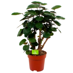 Polyscias Lemon - Aralia - P19 H65 - Kamerplant