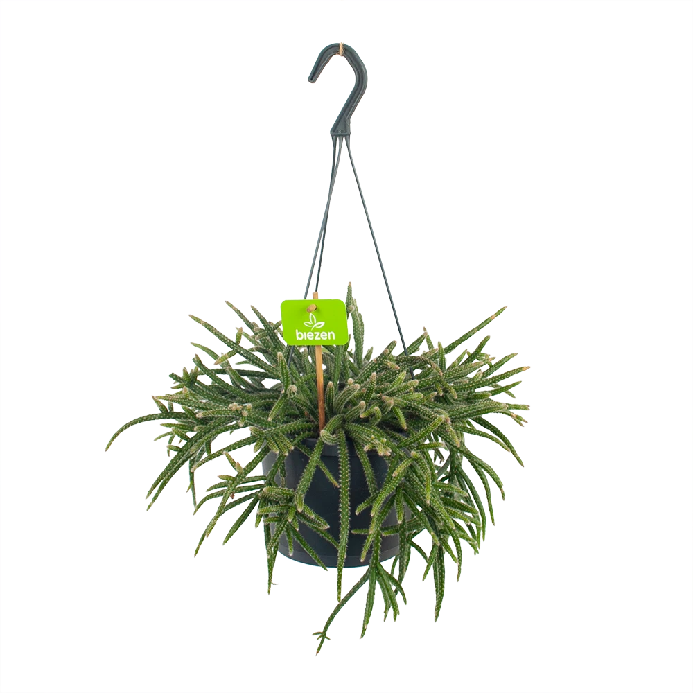 Rhipsalis Baccifera - In Hangpot - P17 H40 - Kamerplant 1 Rhipsalis Baccifera - In Hangpot - P17 H40 - Kamerplant