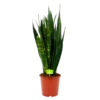 Sansevieria Black Coral - Vrouwentong - P21 H80 - Kamerplant