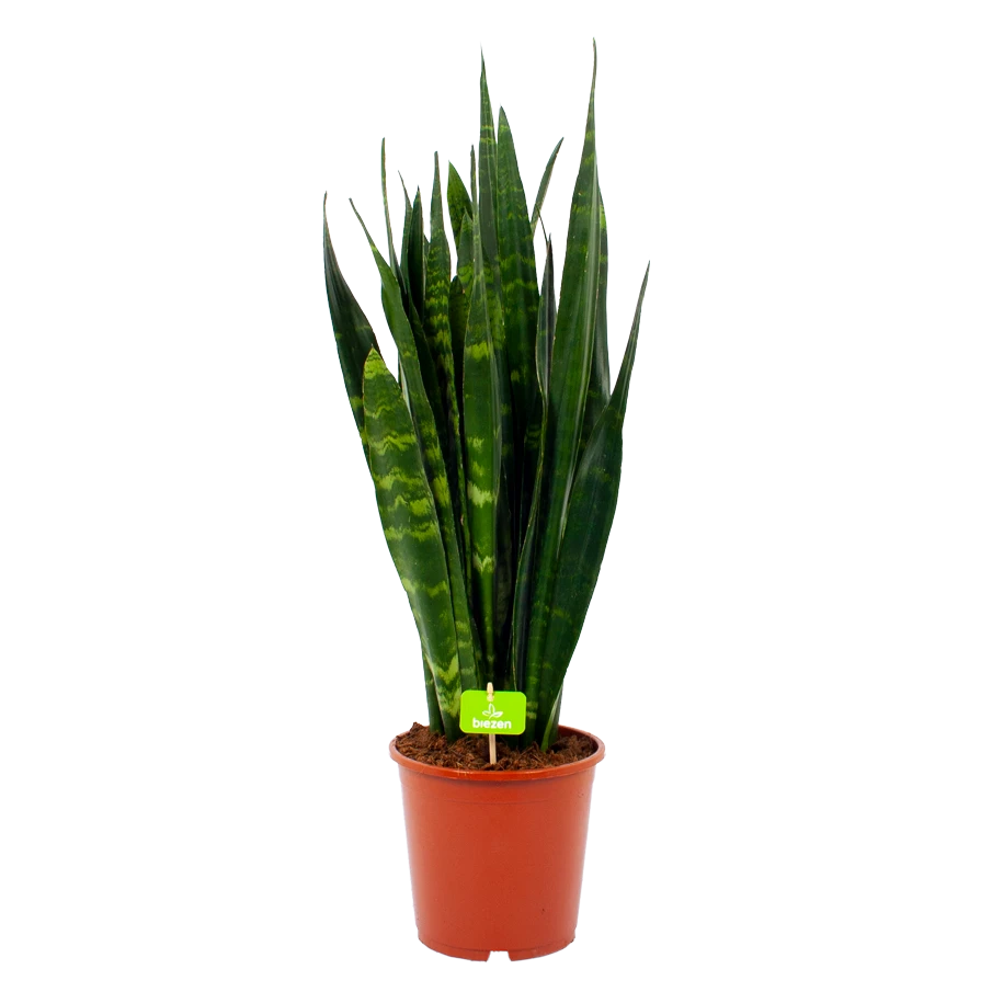 Sansevieria Black Coral - Vrouwentong - P21 H80 - Kamerplant 1 Sansevieria Black Coral - Vrouwentong - P21 H80 - Kamerplant