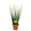 Sansevieria Fernwoord Mikado - Vrouwentong - P14 H55 - Kamerplant