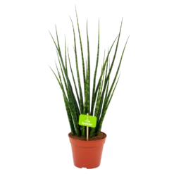 Sansevieria Fernwoord Mikado - Vrouwentong - P14 H55 - Kamerplant