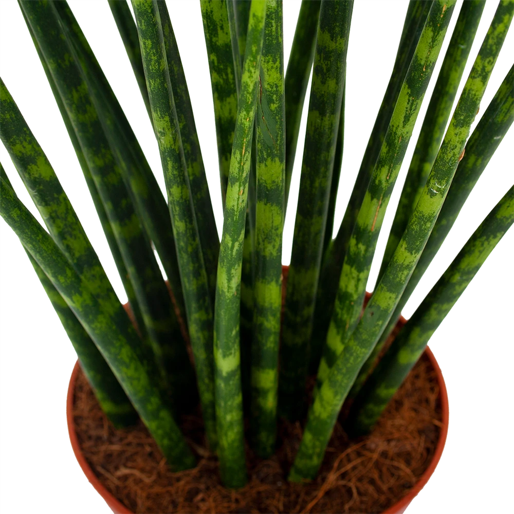 Sansevieria Fernwoord Mikado - Vrouwentong - P14 H55 - Kamerplant 2 Sansevieria Fernwoord Mikado - Vrouwentong - P14 H55 - Kamerplant - Afbeelding 2