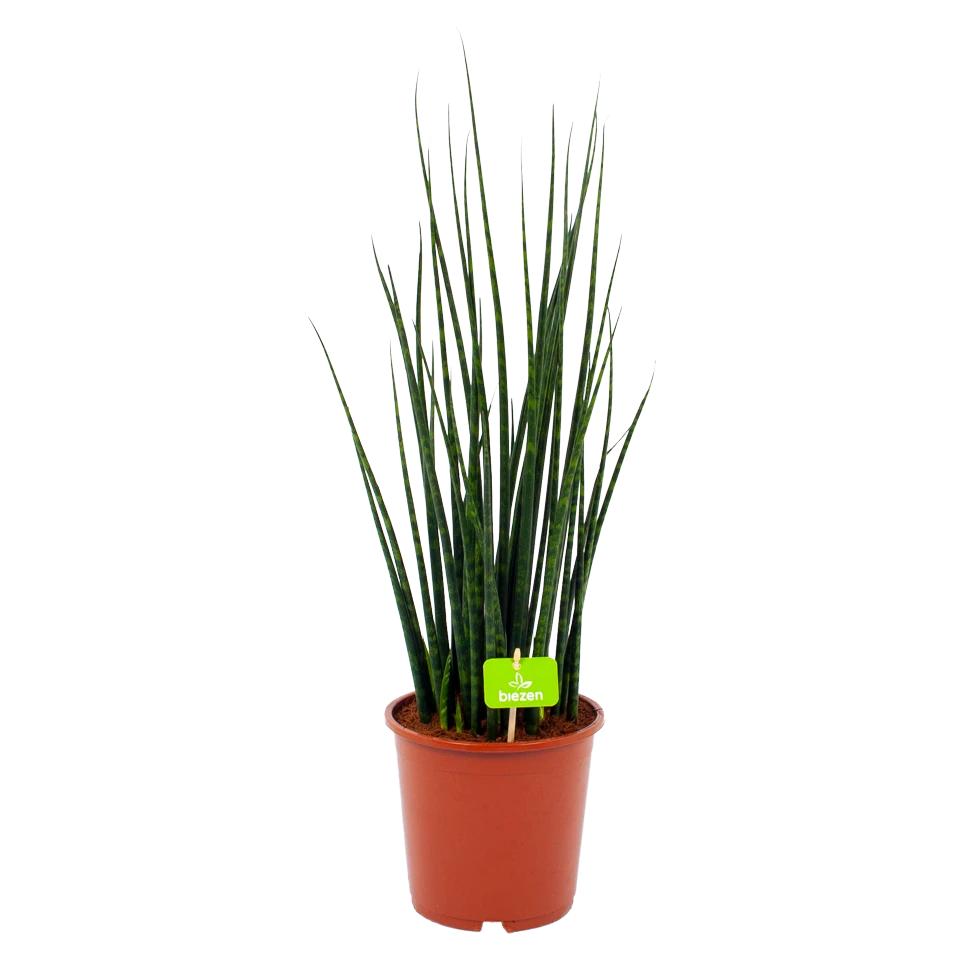 Sansevieria Fernwoord Mikado - Vrouwentong - P19 H75 - Kamerplant 1 Sansevieria Fernwoord Mikado - Vrouwentong - P19 H75 - Kamerplant