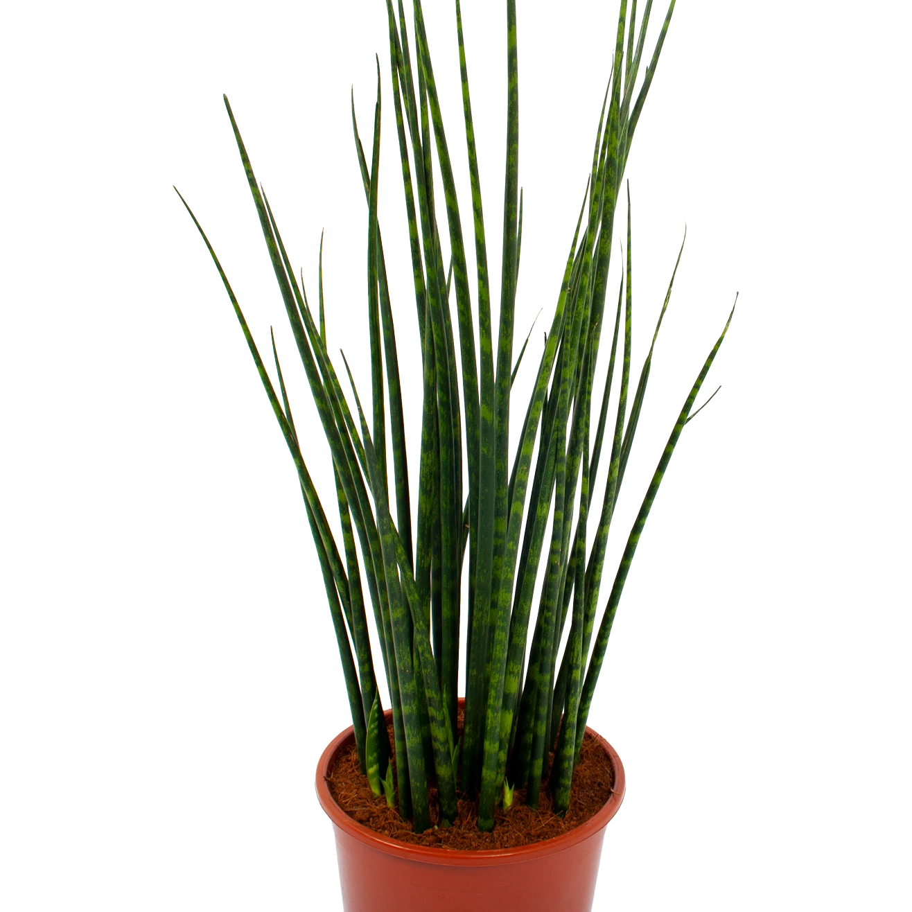 Sansevieria Fernwoord Mikado - Vrouwentong - P19 H75 - Kamerplant 2 Sansevieria Fernwoord Mikado - Vrouwentong - P19 H75 - Kamerplant - Afbeelding 2