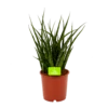 Sansevieria Fernwoord Punk - Vrouwentong - P14 H45 - Kamerplant
