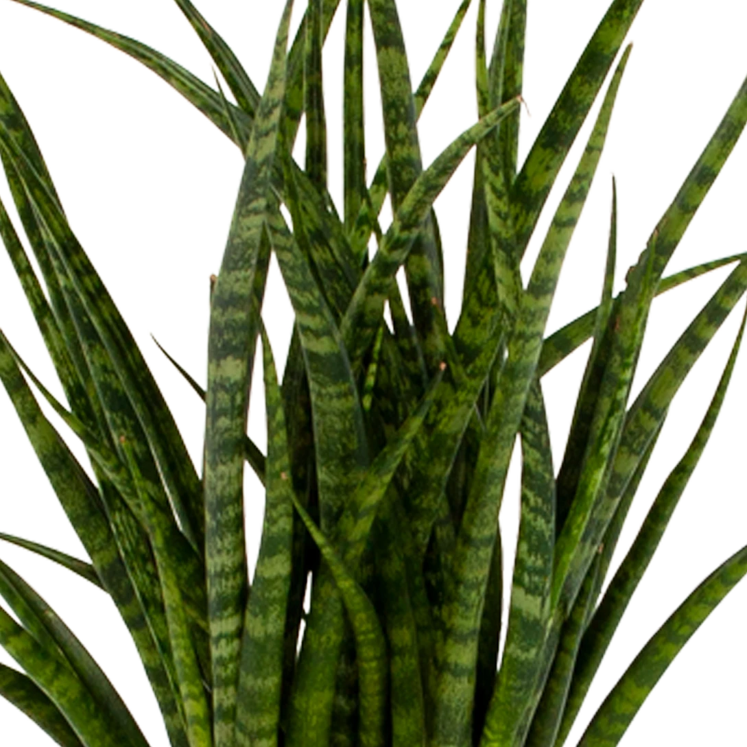 Sansevieria Fernwoord Punk - Vrouwentong - P14 H45 - Kamerplant 2 Sansevieria Fernwoord Punk - Vrouwentong - P14 H45 - Kamerplant - Afbeelding 2