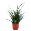 Sansevieria Fernwoord Punk - Vrouwentong - P17 H60 - Kamerplant