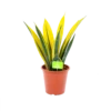 Sansevieria Gold Flame - Vrouwentong - P17 H50 - Kamerplant