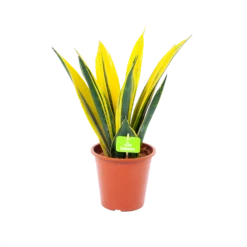 Sansevieria Gold Flame - Vrouwentong - P17 H50 - Kamerplant