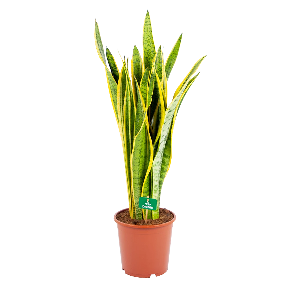 Sansevieria Laurentii - Vrouwentong - P21 H80 - Kamerplant 1 Sansevieria Laurentii - Vrouwentong - P21 H80 - Kamerplant