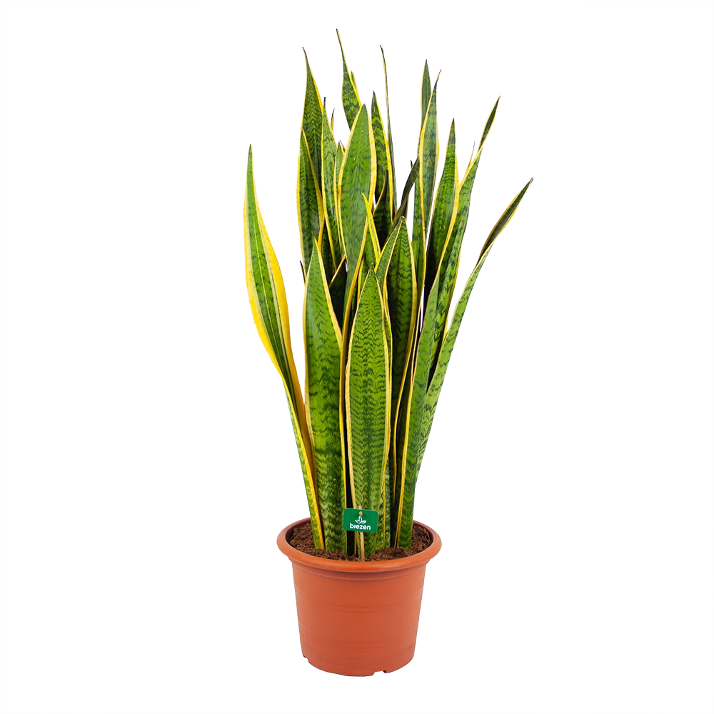 Sansevieria Laurentii - Vrouwentong - P30 H110 - Kamerplant 1 Sansevieria Laurentii - Vrouwentong - P30 H110 - Kamerplant