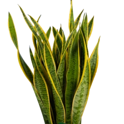Sansevieria Laurentii - Vrouwentong - P30 H110 - Kamerplant 6 Sansevieria Laurentii - Vrouwentong - P30 H110 - Kamerplant -Plantenzadenmest Winkel sansevieria laurentii vrouwentong p30 h110 kamerplant 3