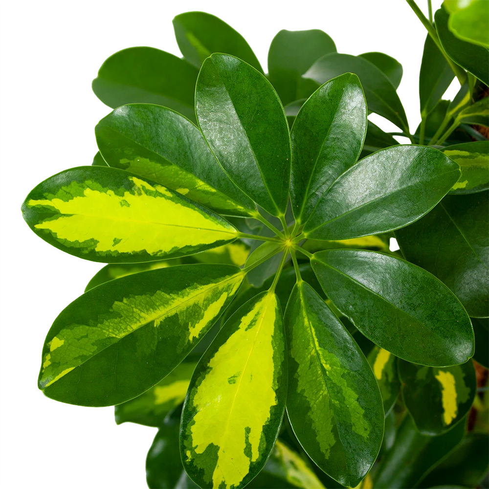 Schefflera Arboricola Gold Capella Mosstok - Vingerboom - P19 H75 - Kamerplant 2 Schefflera Arboricola Gold Capella Mosstok - Vingerboom - P19 H75 - Kamerplant - Afbeelding 2