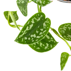 Scindapsus Pictus Trebie - Epipremnum - In Hangpot - P15 H20 - Kamerplant -Plantenzadenmest Winkel scindapsus pictus trebie epipremnum in hangpot p15 6 1