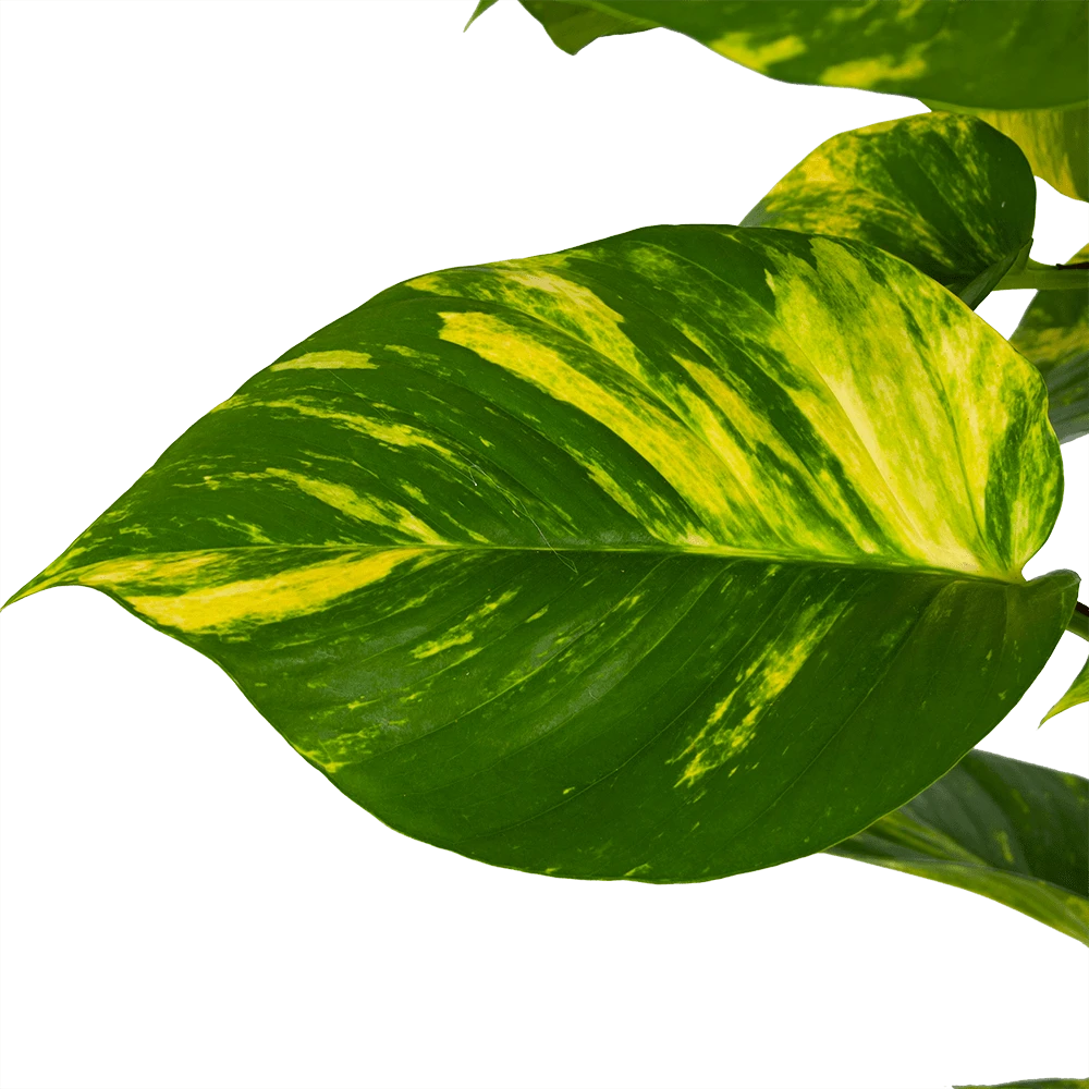 Scindapsus Pinnatum Aureum Op Mosstok - Epipremnum - P27 H150 - Kamerplant 2 Scindapsus Pinnatum Aureum Op Mosstok - Epipremnum - P27 H150 - Kamerplant - Afbeelding 2