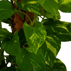 Scindapsus Pinnatum Aureum Op Mosstok - Epipremnum - P27 H150 - Kamerplant 6 Scindapsus Pinnatum Aureum Op Mosstok - Epipremnum - P27 H150 - Kamerplant -Plantenzadenmest Winkel scindapsus pinnatum aureum op mosstok epipremnum p27 h150 4