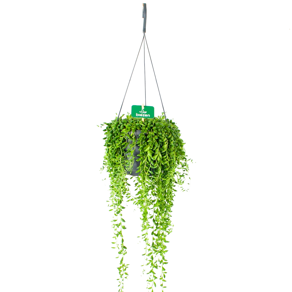 Senecio Herreianus - Erwtenplant - In Hangpot - P17 H40 - Kamerplant 1 Senecio Herreianus - Erwtenplant - In Hangpot - P17 H40 - Kamerplant