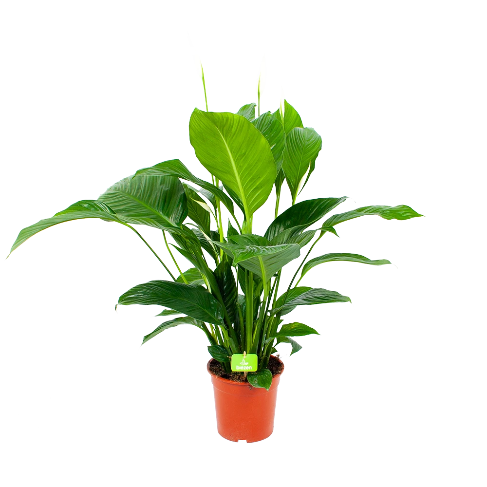 Spathiphyllum Wallisii - Lepelplant - P19 H80 Wit - Kamerplant 1 Spathiphyllum Wallisii - Lepelplant - P19 H80 Wit - Kamerplant