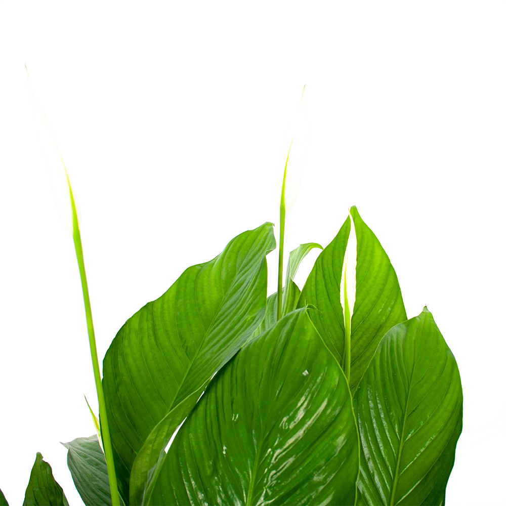 Spathiphyllum Wallisii - Lepelplant - P19 H80 Wit - Kamerplant 2 Spathiphyllum Wallisii - Lepelplant - P19 H80 Wit - Kamerplant - Afbeelding 2
