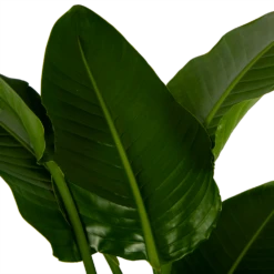 Strelitzia Nicolai - Paradijsvogelpant - P27 H180 - Kamerplant 6 Strelitzia Nicolai - Paradijsvogelpant - P27 H180 - Kamerplant -Plantenzadenmest Winkel strelitzia nicolai paradijsvogelpant p27 h180 6 2