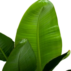 Strelitzia Nicolai - Paradijsvogelpant - P28 H130 - Kamerplant 6 Strelitzia Nicolai - Paradijsvogelpant - P28 H130 - Kamerplant -Plantenzadenmest Winkel strelitzia nicolai paradijsvogelpant p28 h130 6