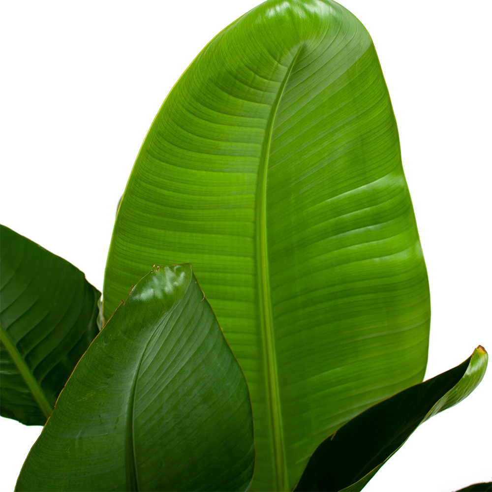 Strelitzia Nicolai - Paradijsvogelpant - P28 H130 - Kamerplant 3 Strelitzia Nicolai - Paradijsvogelpant - P28 H130 - Kamerplant - Afbeelding 3