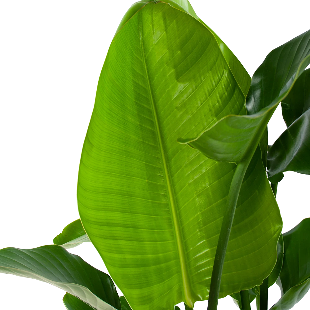 Strelitzia Nicolai - Paradijsvogelpant - P30 H130 - Kamerplant 2 Strelitzia Nicolai - Paradijsvogelpant - P30 H130 - Kamerplant - Afbeelding 2
