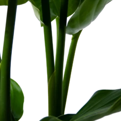 Strelitzia Nicolai - Paradijsvogelpant - P30 H130 - Kamerplant 7 Strelitzia Nicolai - Paradijsvogelpant - P30 H130 - Kamerplant -Plantenzadenmest Winkel strelitzia nicolai paradijsvogelpant p30 h130 5