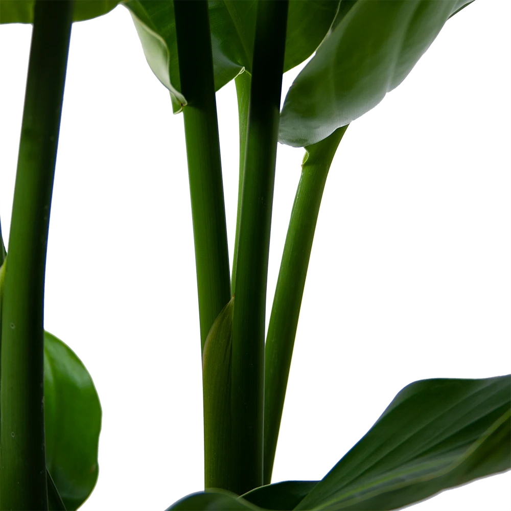 Strelitzia Nicolai - Paradijsvogelpant - P30 H130 - Kamerplant 3 Strelitzia Nicolai - Paradijsvogelpant - P30 H130 - Kamerplant - Afbeelding 3
