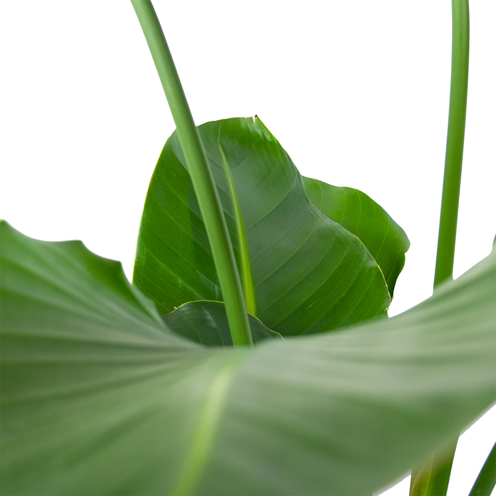 Strelitzia Nicolai - Paradijsvogelpant - P30 H130 - Kamerplant 4 Strelitzia Nicolai - Paradijsvogelpant - P30 H130 - Kamerplant - Afbeelding 4