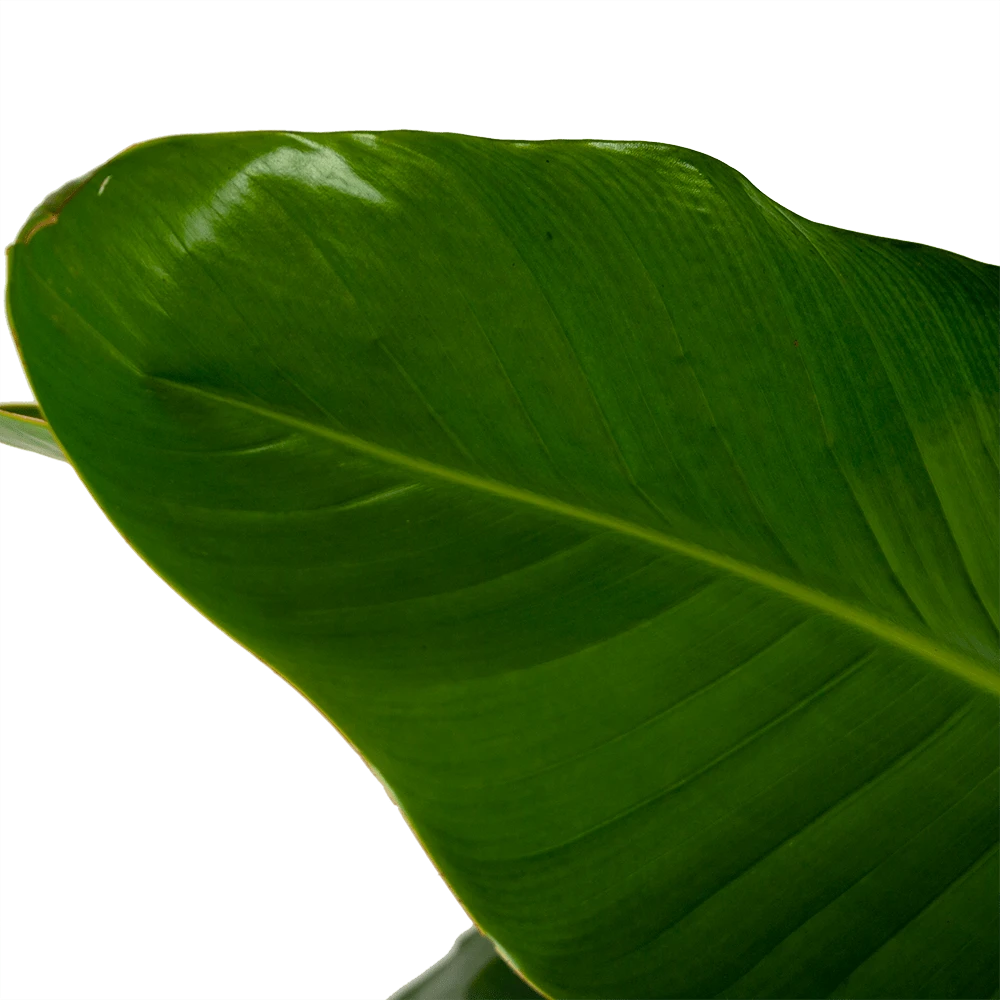 Strelitzia Nicolai - Paradijsvogelpant - P32,5 H165 - Kamerplant 2 Strelitzia Nicolai - Paradijsvogelpant - P32,5 H165 - Kamerplant - Afbeelding 2