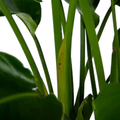Strelitzia Nicolai - Paradijsvogelpant - P32,5 H165 - Kamerplant 6 Strelitzia Nicolai - Paradijsvogelpant - P32,5 H165 - Kamerplant -Plantenzadenmest Winkel strelitzia nicolai paradijsvogelpant p32 5 h165 6