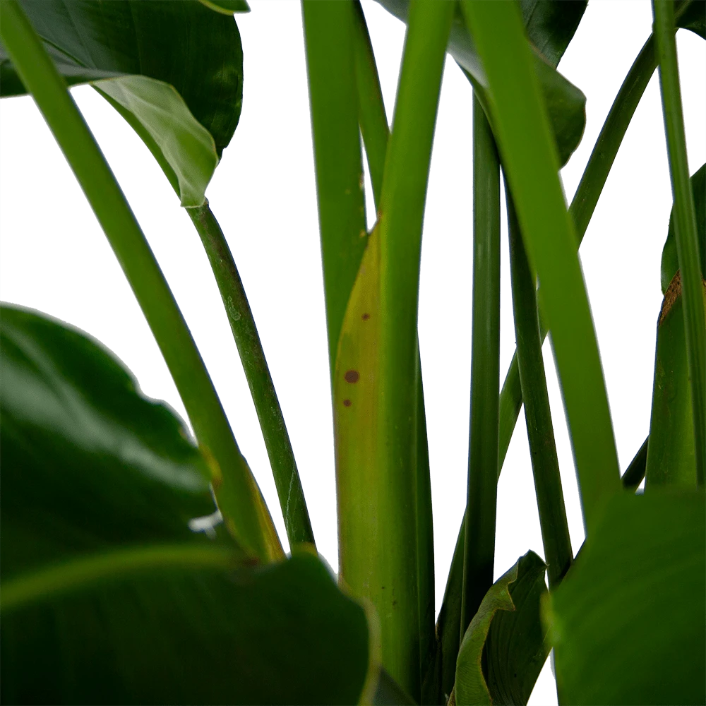 Strelitzia Nicolai - Paradijsvogelpant - P32,5 H165 - Kamerplant 3 Strelitzia Nicolai - Paradijsvogelpant - P32,5 H165 - Kamerplant - Afbeelding 3