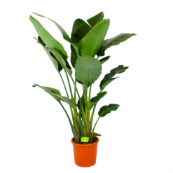 Strelitzia Nicolai - Paradijsvogelpant - P32 H170 - Kamerplant